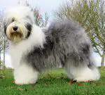 Zottels Dream Of Me At Hazyland