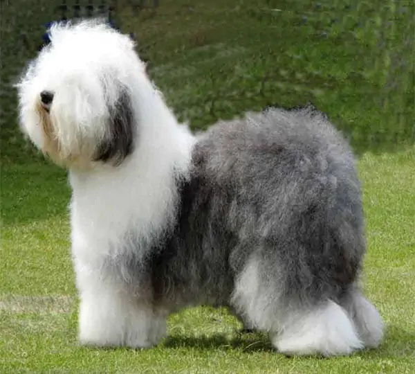 Zottels No Biz Like Showbiz