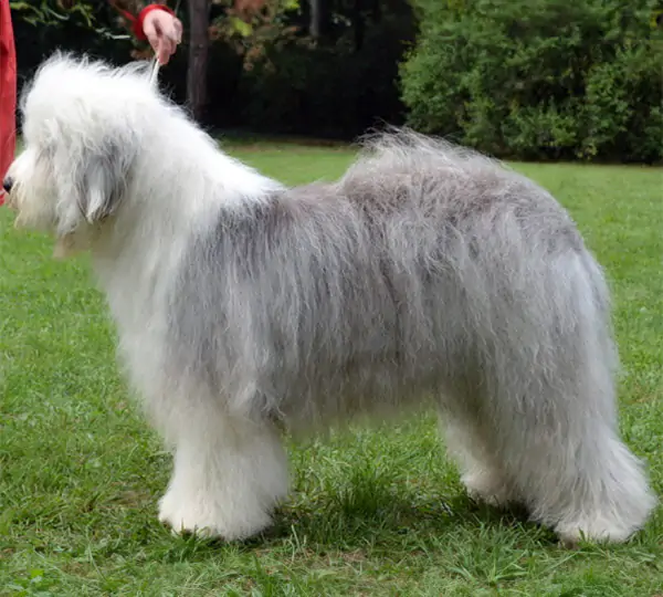 Aida Angels of Destiny