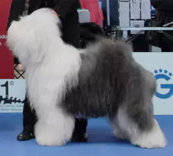 Air Zeppeline Giulietta