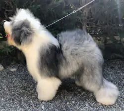 Air Zeppeline Harmony