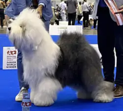 Air Zeppeline Lucinda Of Mat N' Nik