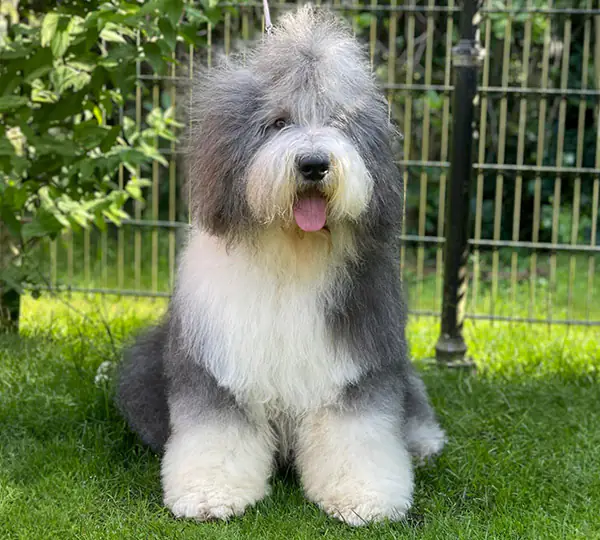 Ambasstown Man in Black To Love