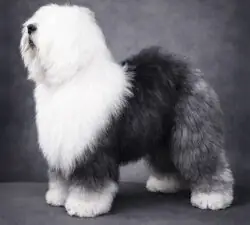 Aphrodite's Snow Sniflik