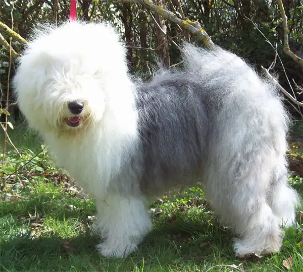 Argovian I'm So Excited