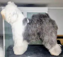 Argovian Quest For Love