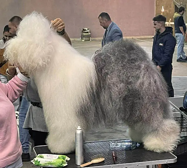 Athina Micky's Land Alfa Drovers Dog