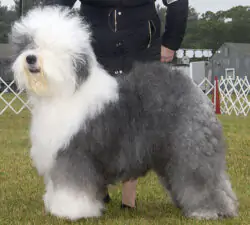 Bagatelle Master Of The Moon