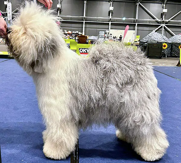 Balou aus dem Rotmaintal