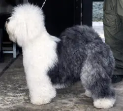 Barking Bear's Davy Belle