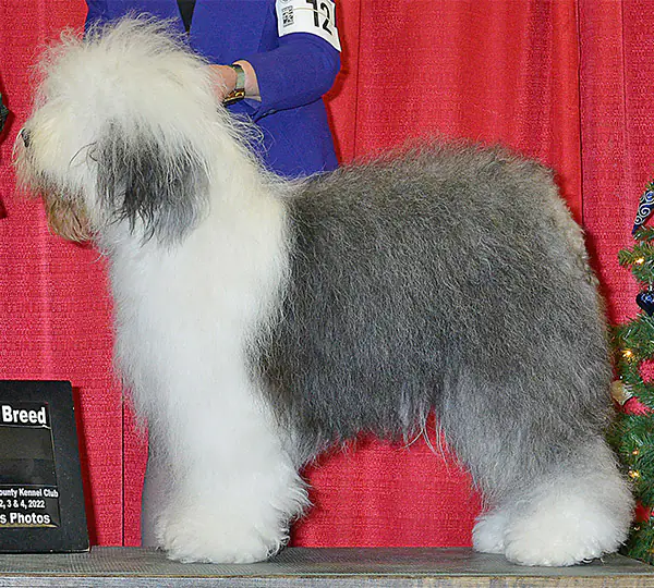 Bizzeeboots Crazy Little Thing Called Love