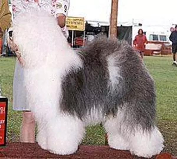 Bizzeeboots Rolling Thunder