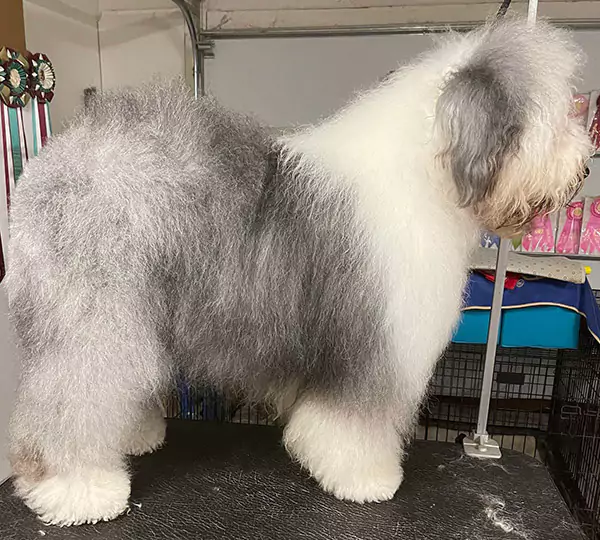 Bizzeeboots Salty Dog