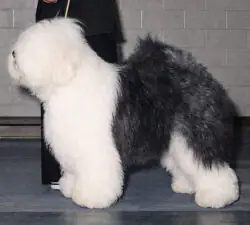 Blenheim Farfelu Fanfan