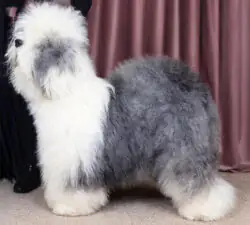 Bobbington Latin Lover