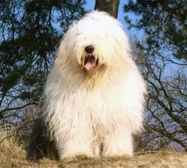 Brwyn's Crown Princess