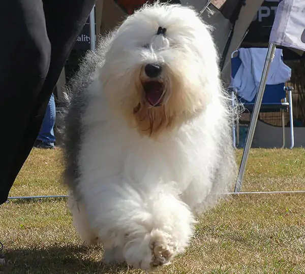 Brwyn’s Hillbilly Hoochie Coochie