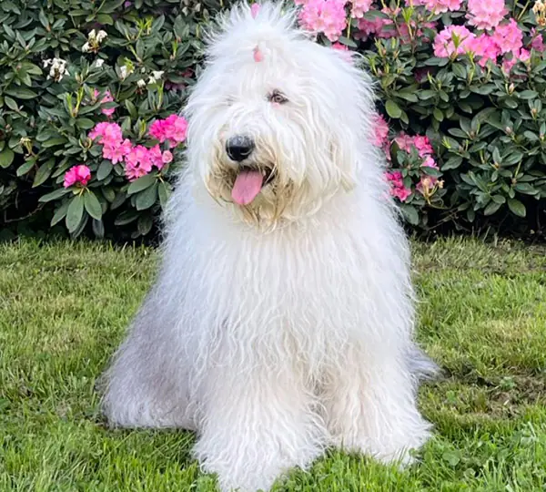 Bryana od Prosecké skály