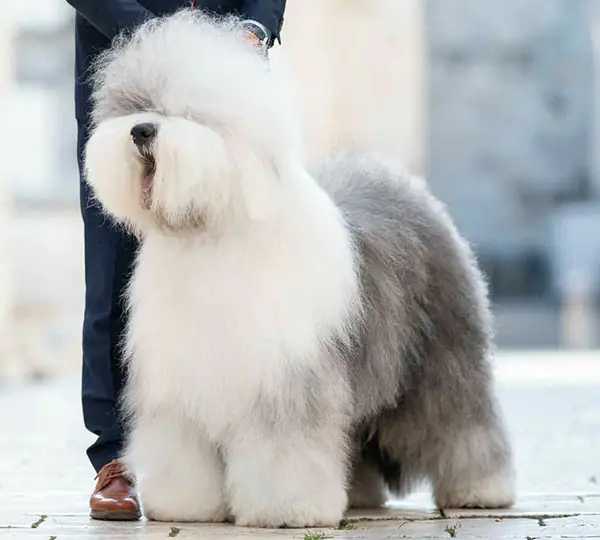 Bugaboo's Dream Big With Bottom Shaker