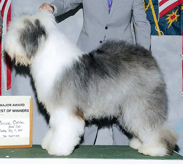 Capricorns Bippety Boppity Boo