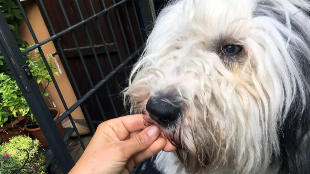 Carlotta's eye after the acute glaucom