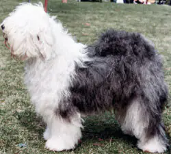 Cornelia Of Trimtora