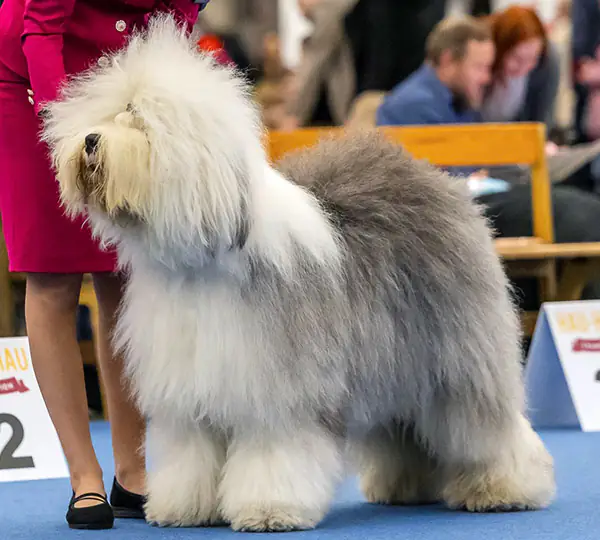 Czarlinda's Victory Dreaming