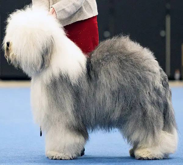 Czarlinda's Victory Dreaming