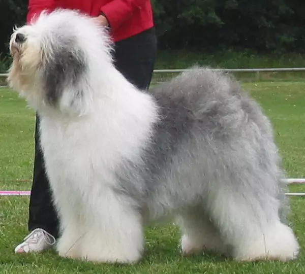 Danish Delight Knock-Out