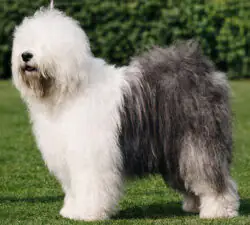 Ellenglaze Ladies Choice