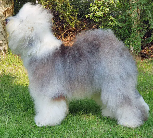 Emma von den Bayern-Bobby's