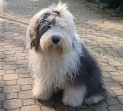 Etichetta Nera Ponyo Sulla Scogliera