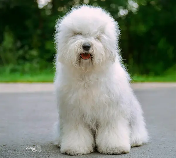 Fan Bo Esli Verit' V Chudo