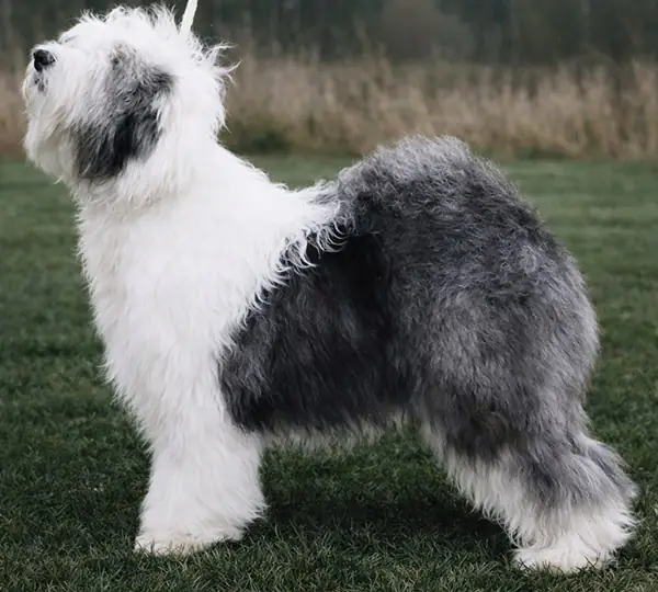 Farmarens Bring On The Clown