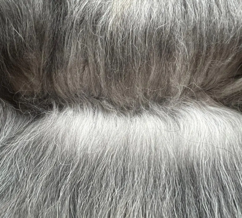 Coat Care for the Old English Sheepdog