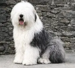 Fernville Lord Digby