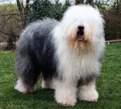 Fezziwig Ceiling Zero