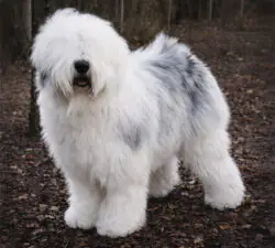 Fezziwig Family Tree