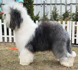 Furry Miracle Galatea