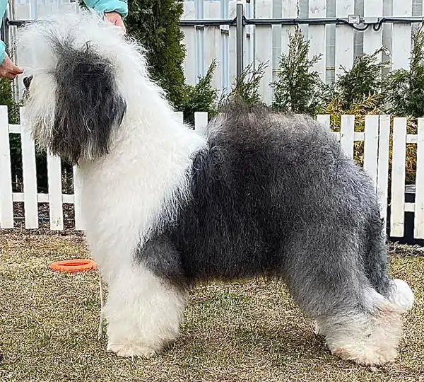 Furry Miracle Galatea