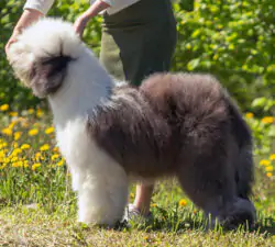 Furry Miracle New Wonder