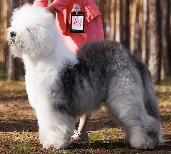 Furry Miracle Number One