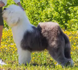 Furry Miracle Number One