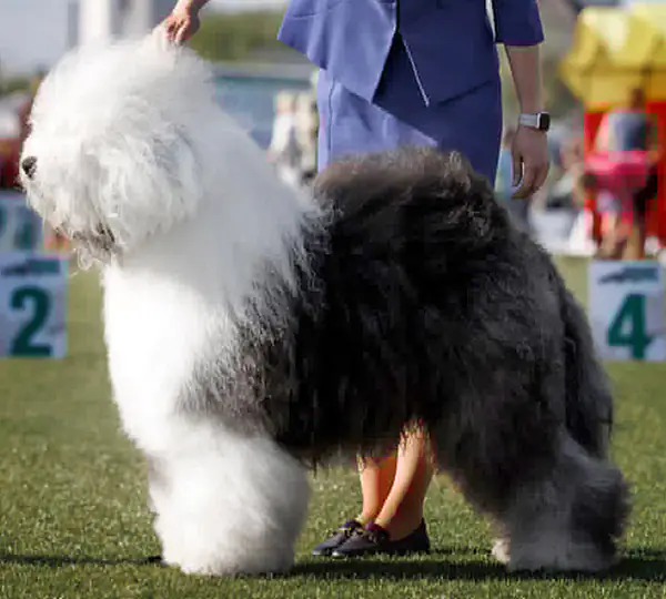 Furry Miracle Zigzag Zoomer