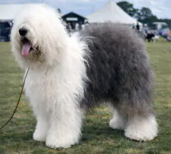 Ginnsdale Stargazer Blue Of Barnolby