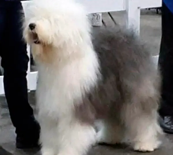 Girl Talk About Mellowdee