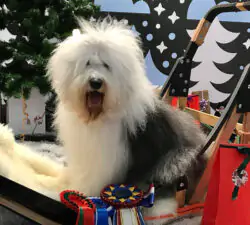 Grey Souls Blackbird Flying