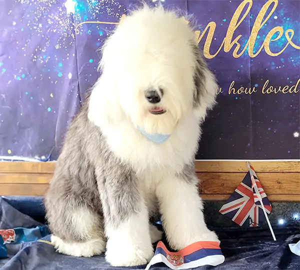 H-A Star Is Bjorn From Old Windmill