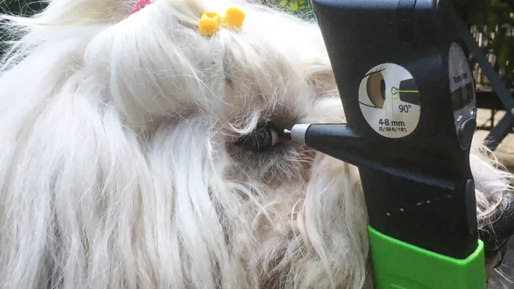 Chiara handling the tonovet to control Carlotta's eye pressure