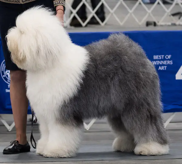 Haystac's Blizzard Of Ozz